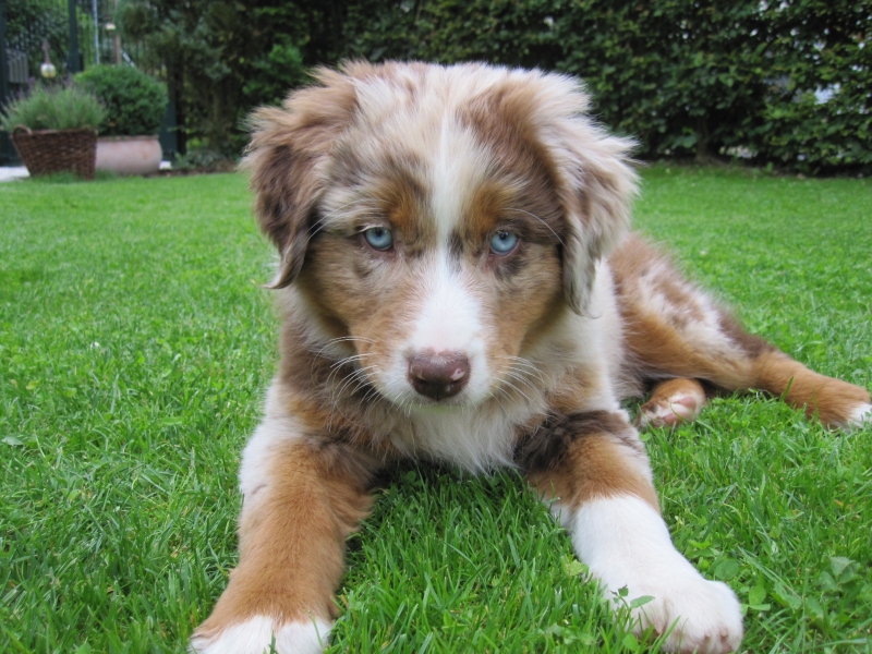 36 Dogs With The Most Beautiful And Unique Coat Markings