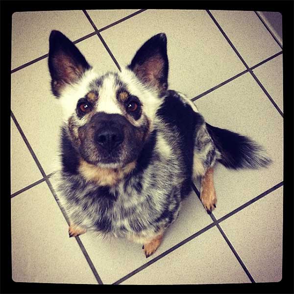 36 Dogs With The Most Beautiful And Unique Coat Markings