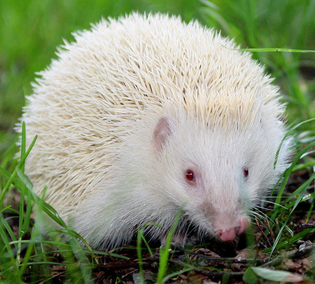 31 Rare White Animals You'll Never See In Real Life