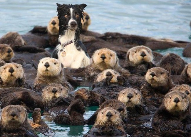 14 Animals That Are Just Confused By What Species They Are