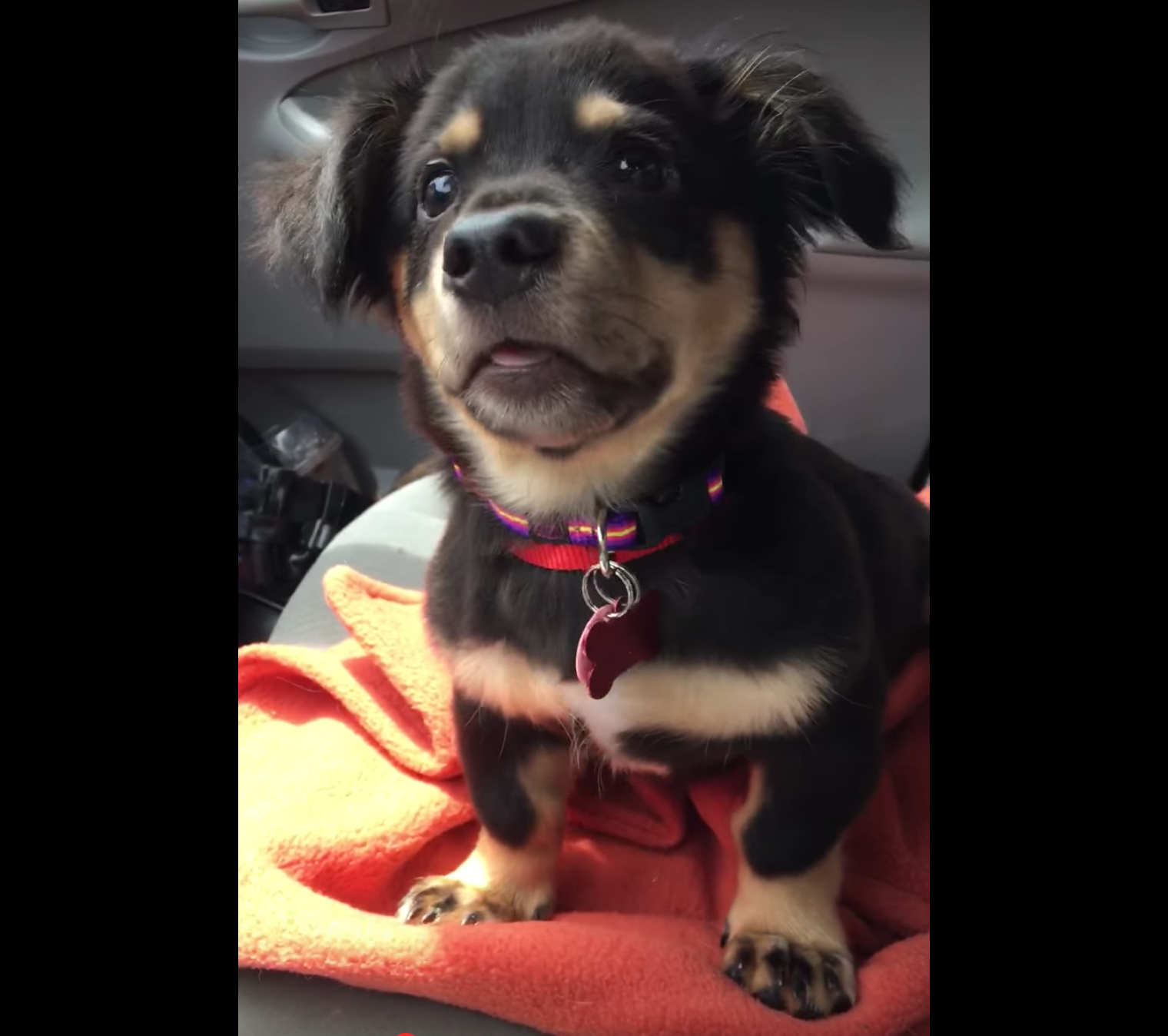 Puppy Throws Adorable Tantrum