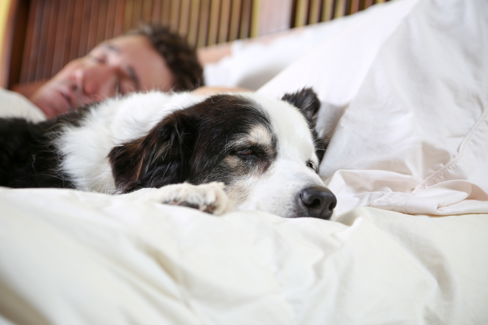 Why Dogs Should Sleep In Your Bed
