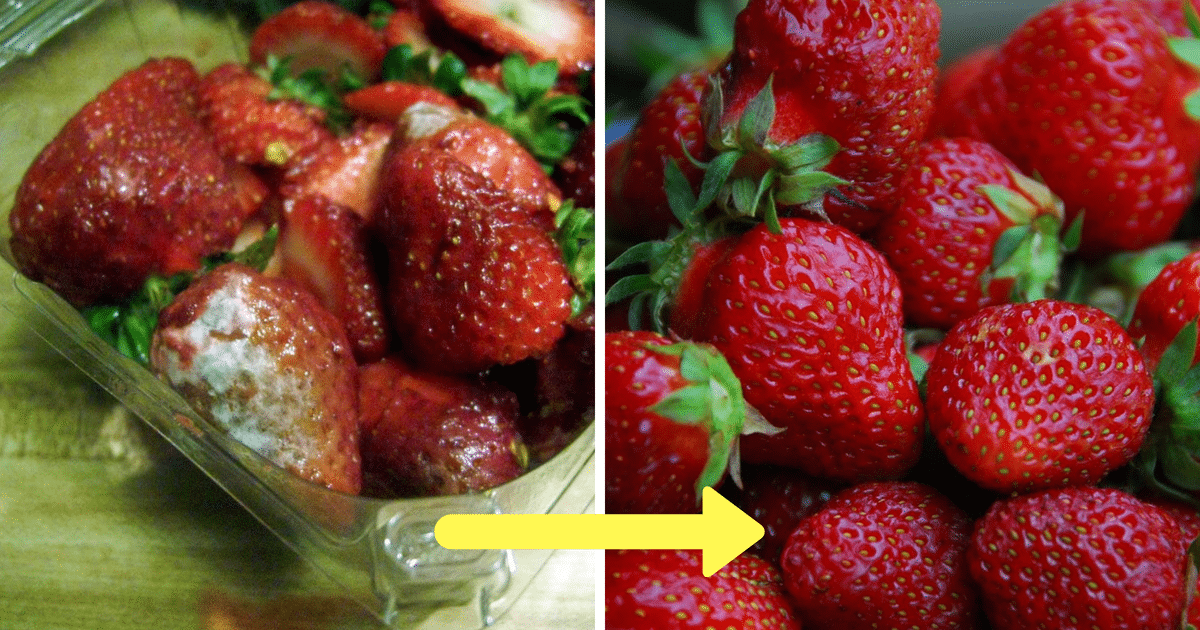 Granjero Revela Su Secreto Para Mantener Las Fresas Frescas Por Semanas