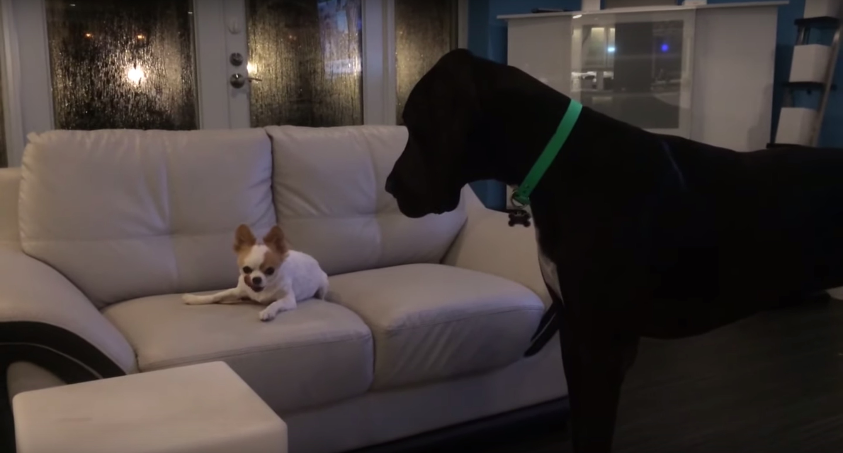 Great Dane Throws Fit When Tiny Pup Refuses To Share Treat