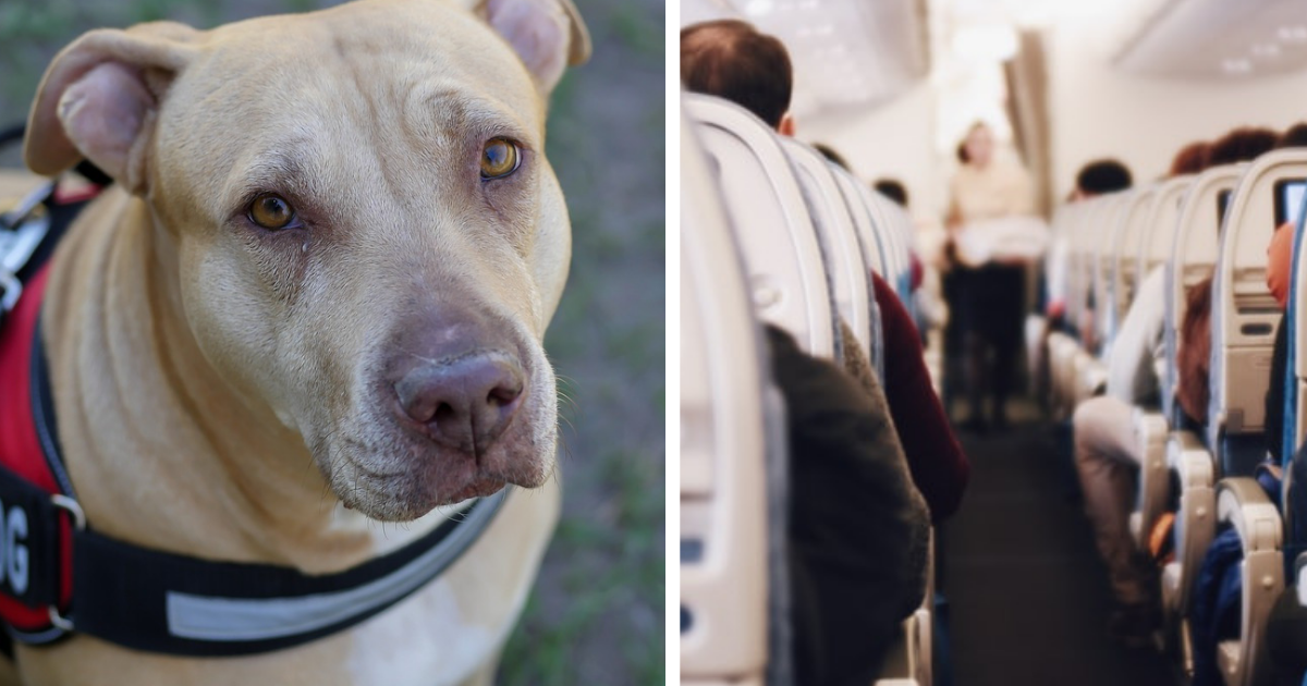 Pit bulls now allowed as support animals on Delta Airlines