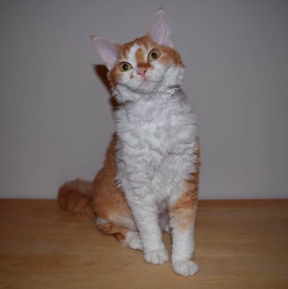 People are obsessing over these cute curly haired cats