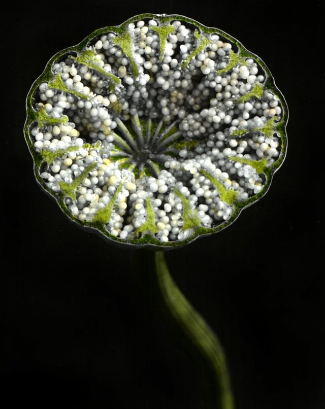 30 unusual photos of objects split in half