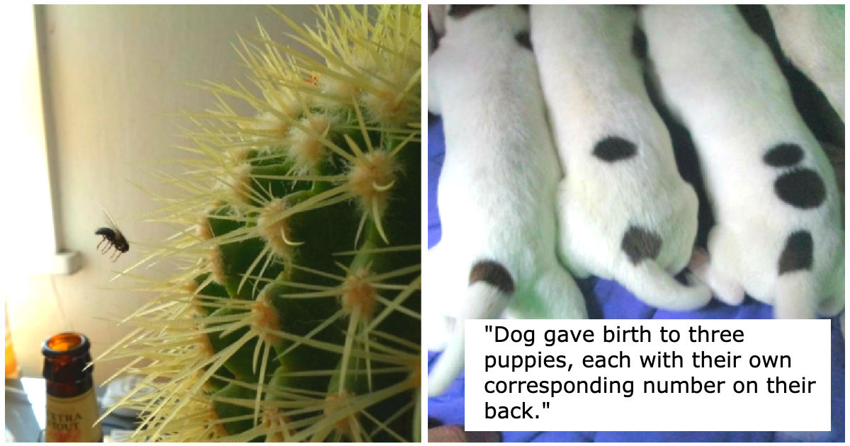 75 weird & rare coincidences caught on camera at perfect time