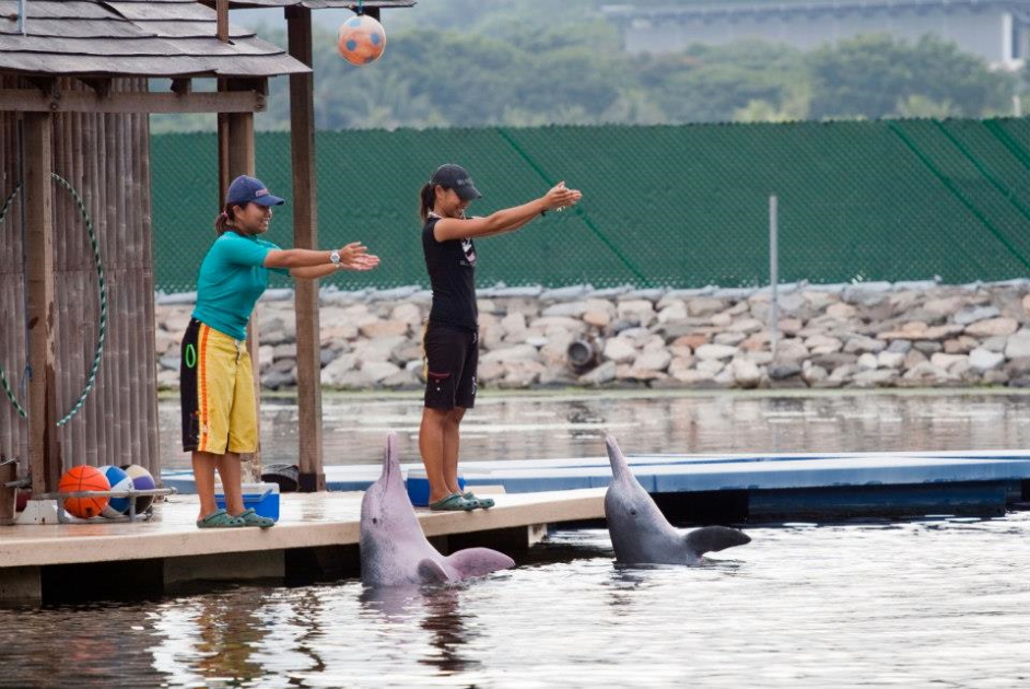 Rare pink dolphin gives birth to a baby pink dolphin