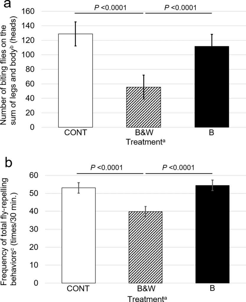 Researchers painted cows in zebra stripes and are amazed that they get bitten 50 less than usual