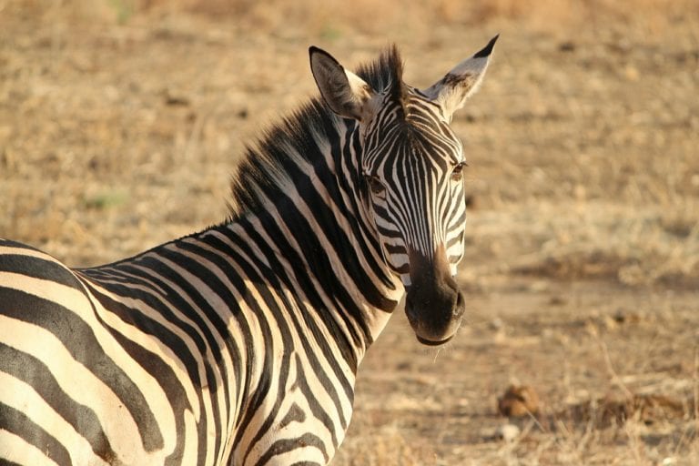 Researchers painted cows in zebra stripes and are amazed that they get bitten 50 less than usual