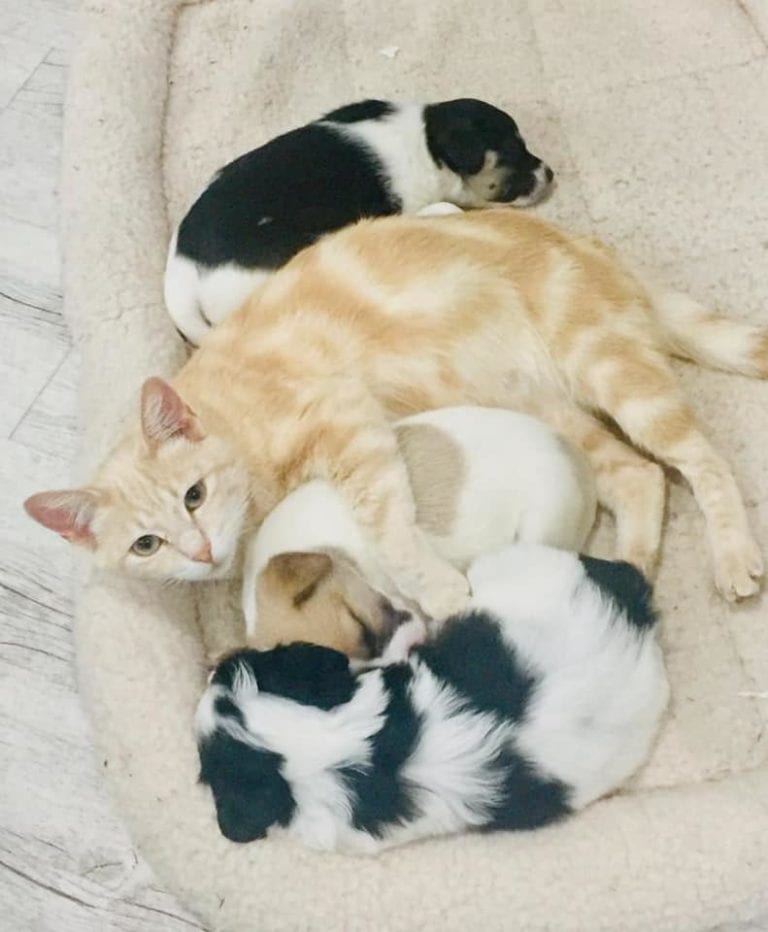Cat mom adopts orphaned litter of adorable pups and raises them as her own(02)