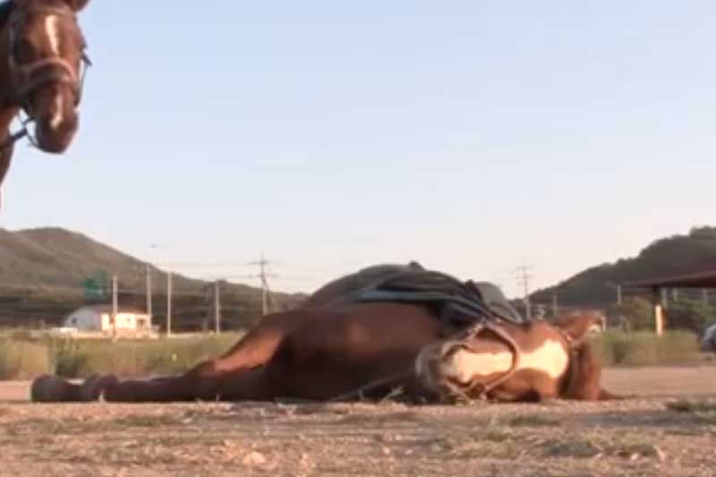 Hilarious horse plays dead so he doesn’t have to work