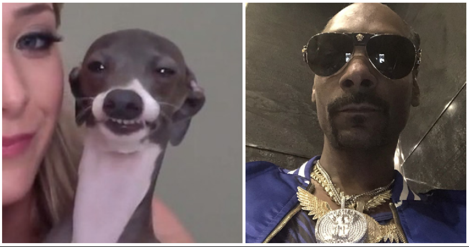 40 animals that look like famous celebrities