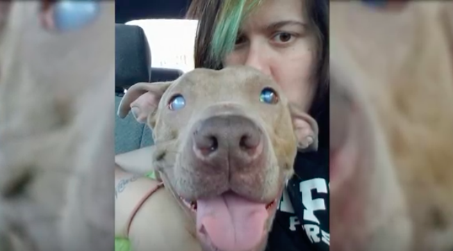 Blind pit was tied to a park bench and left there – had no idea where ...