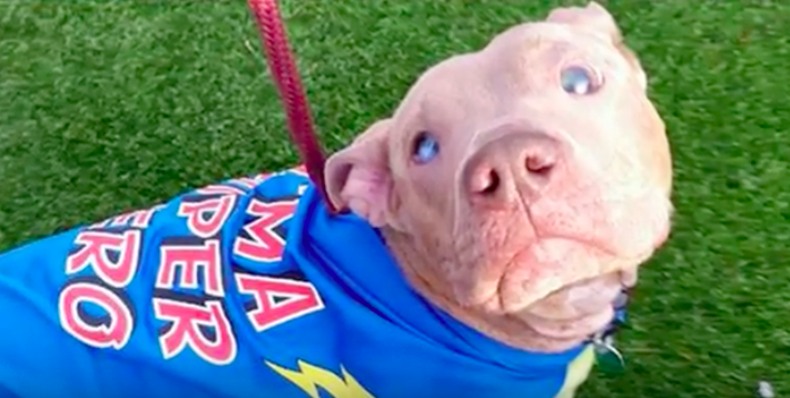Blind pit was tied to a park bench and left there – had no idea where ...