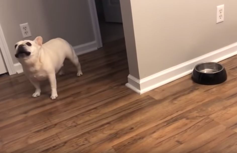 French bulldog throws adorable tantrum when mom puts him on strict diet