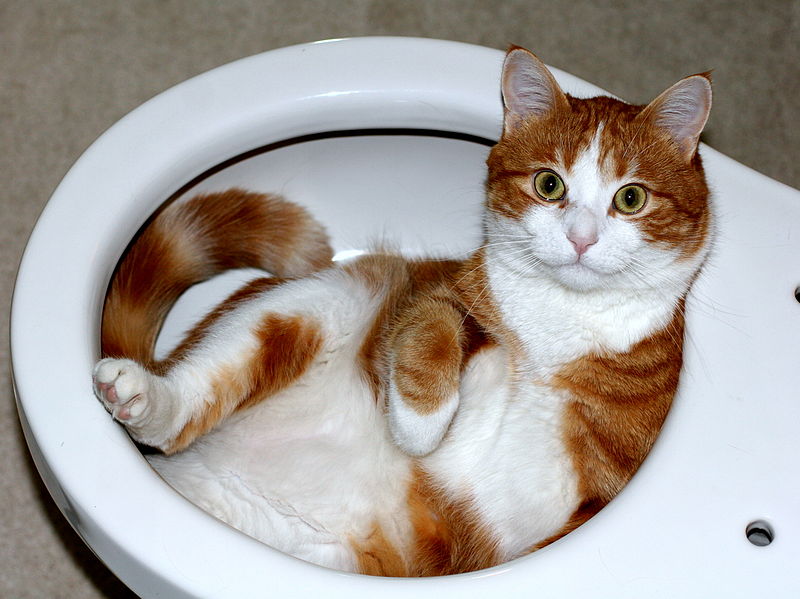 https://commons.wikimedia.org/wiki/File:Cat_lying_in_a_toilet_bowl.jpg
