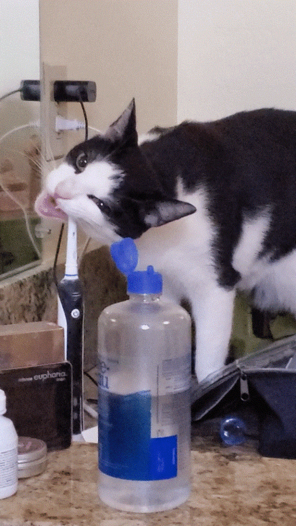 70 Unbothered cats showing their owners who the boss is