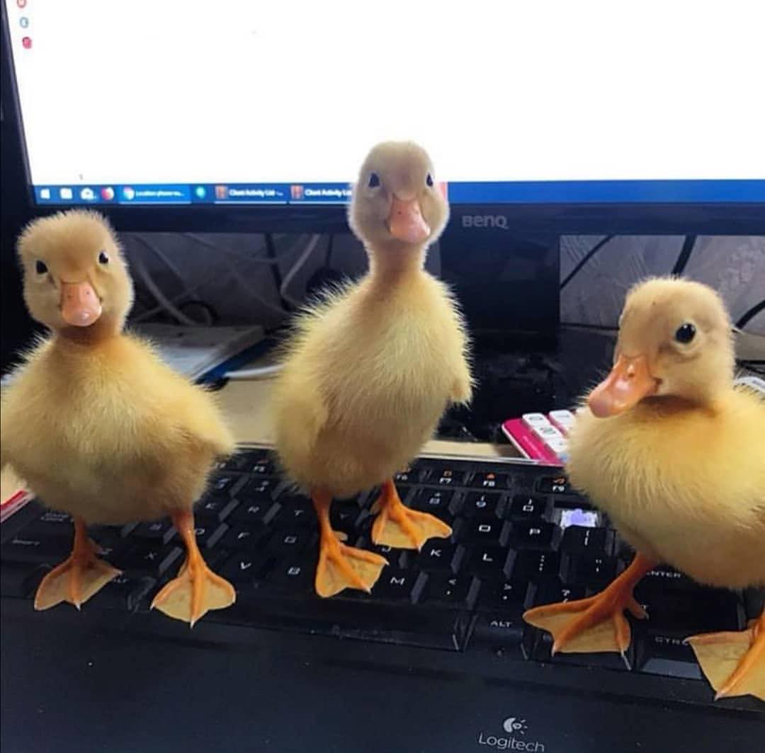 Duck source