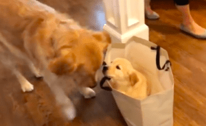 Golden retriever meets new baby sister and his precious reaction has