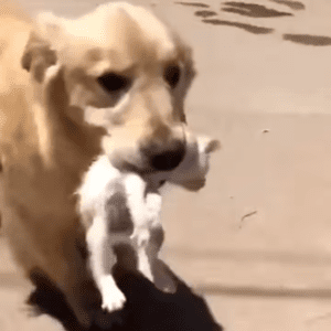 Golden Retriever brings stray kitten home and saves its life