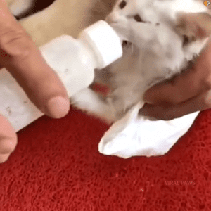 Golden Retriever brings stray kitten home and saves its life