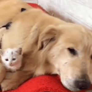 Golden Retriever brings stray kitten home and saves its life