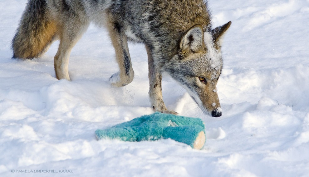 Photographer’s photos prove wild animals aren’t so different from pets