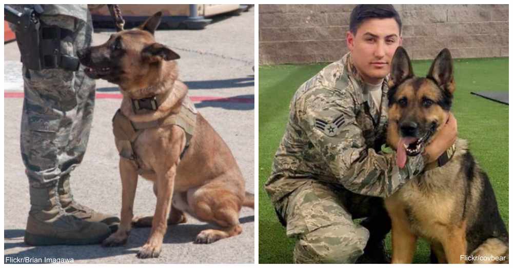 The Air Force Is Looking For People To Adopt Retired Military Working Dogs