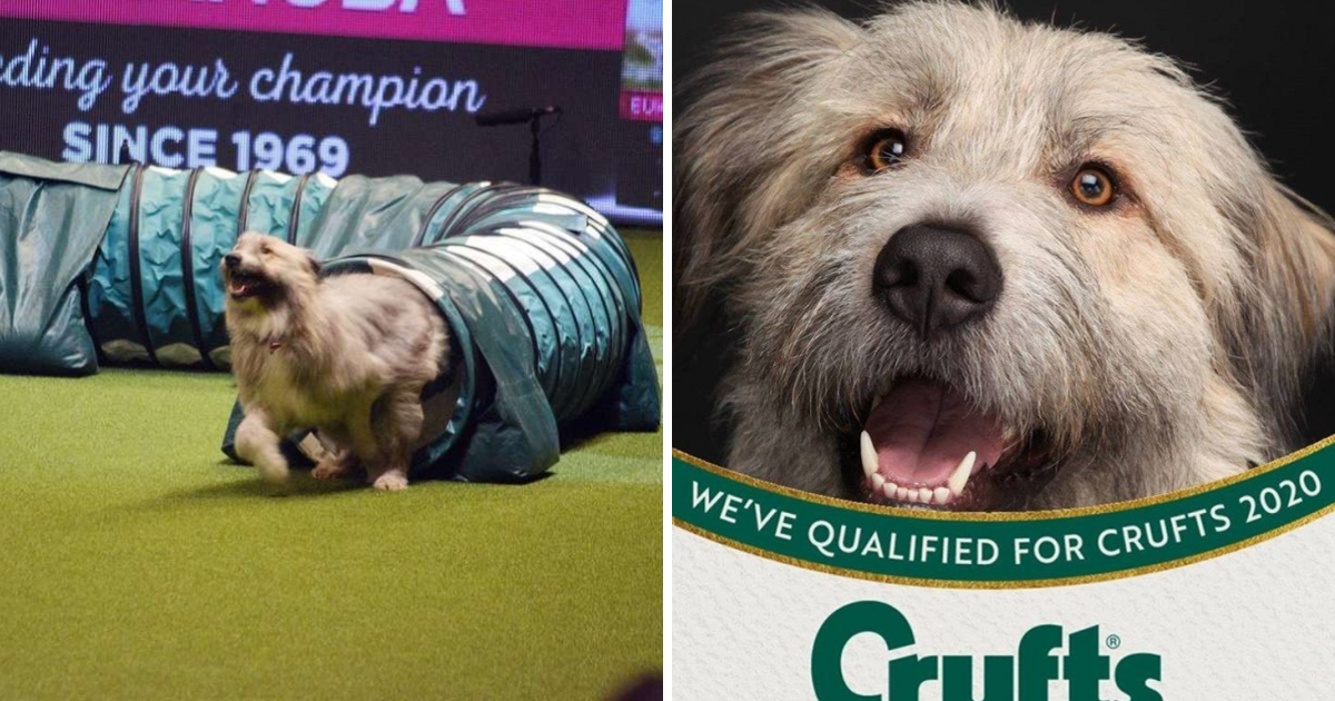 Three times is not the charm as dog hilarious fails agility course for