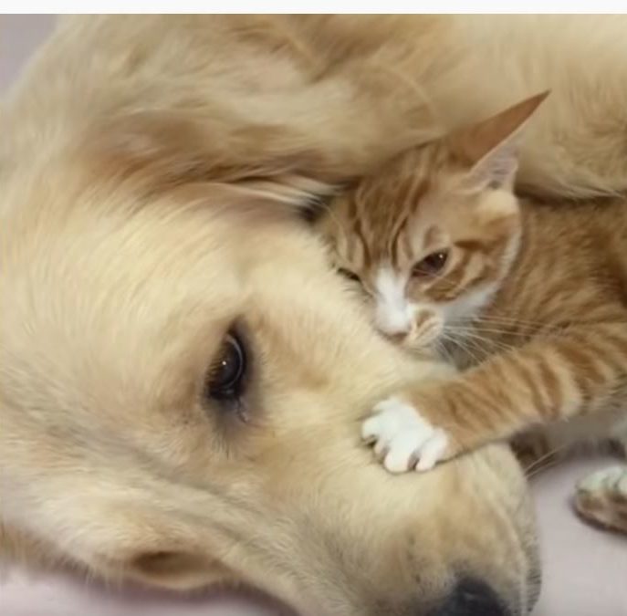 Kitten Finds Ultimate Friend In Loving Golden Retriever