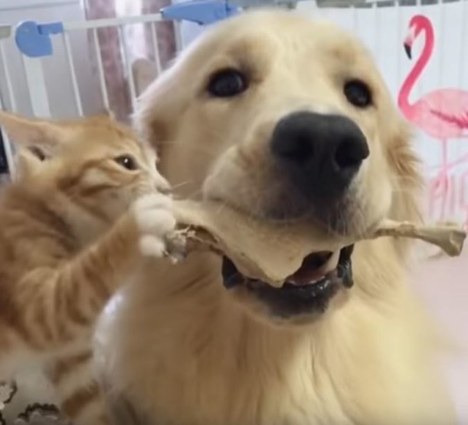 Kitten Finds Ultimate Friend In Loving Golden Retriever