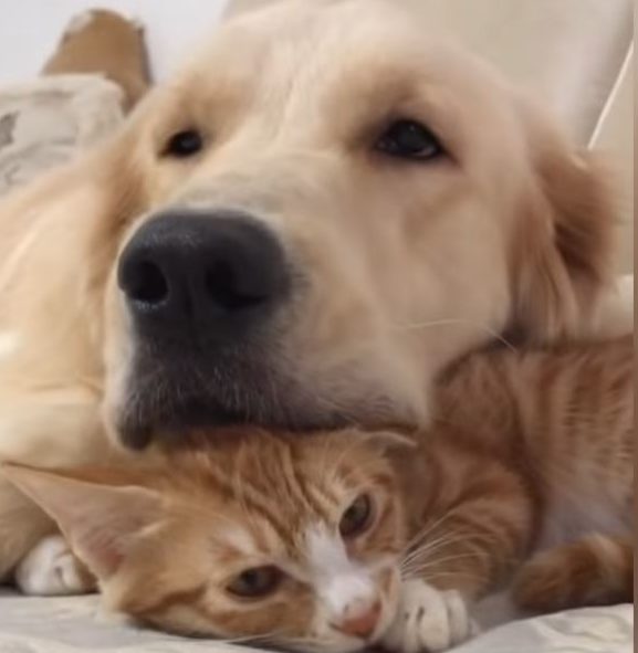 Kitten Finds Ultimate Friend In Loving Golden Retriever