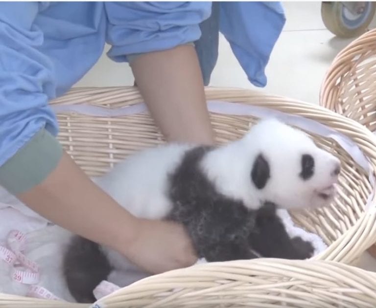 Panda Nannies Show They Might Have World’s Sweetest Job