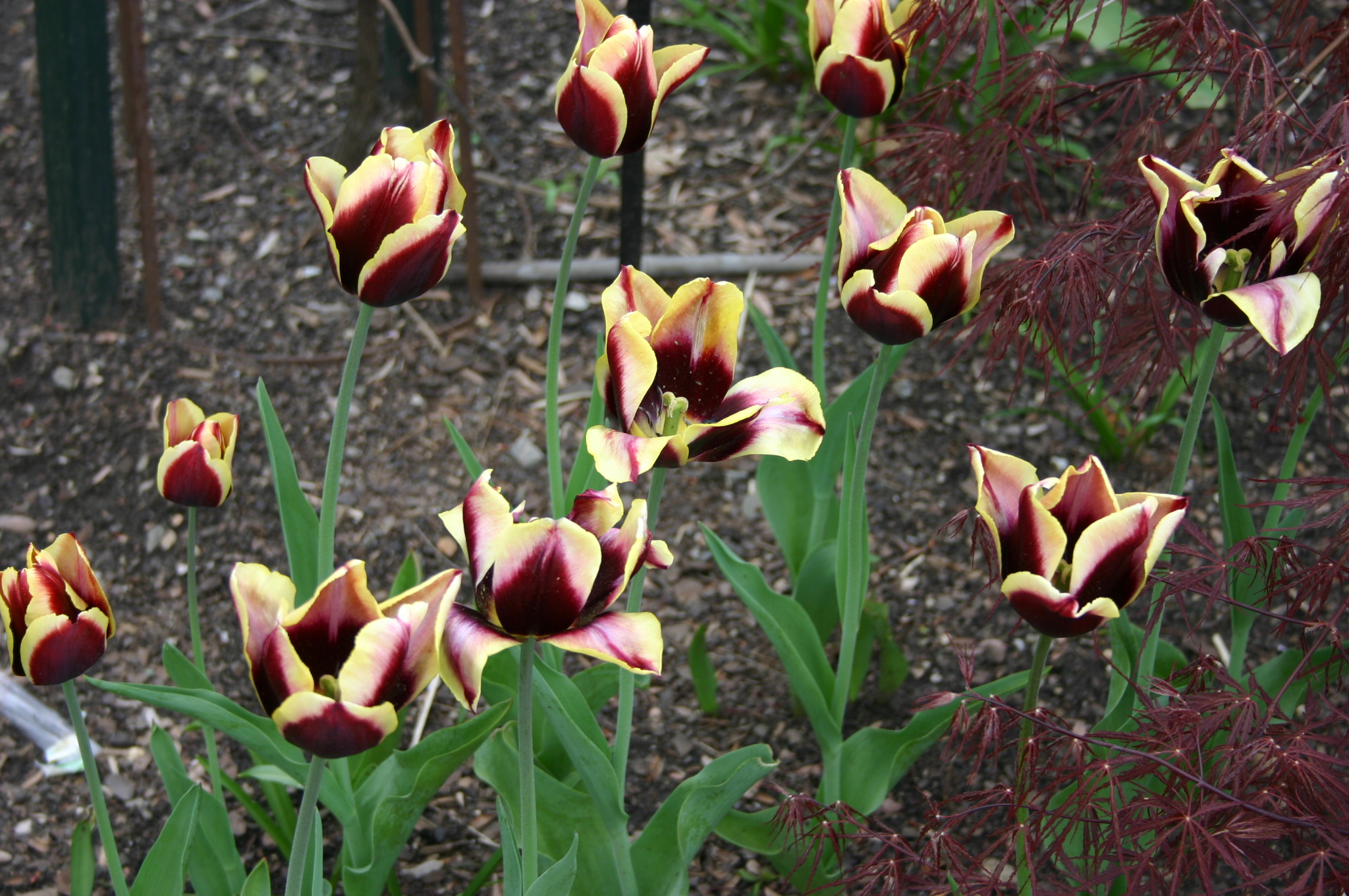 ice cream tulips look like real flowers