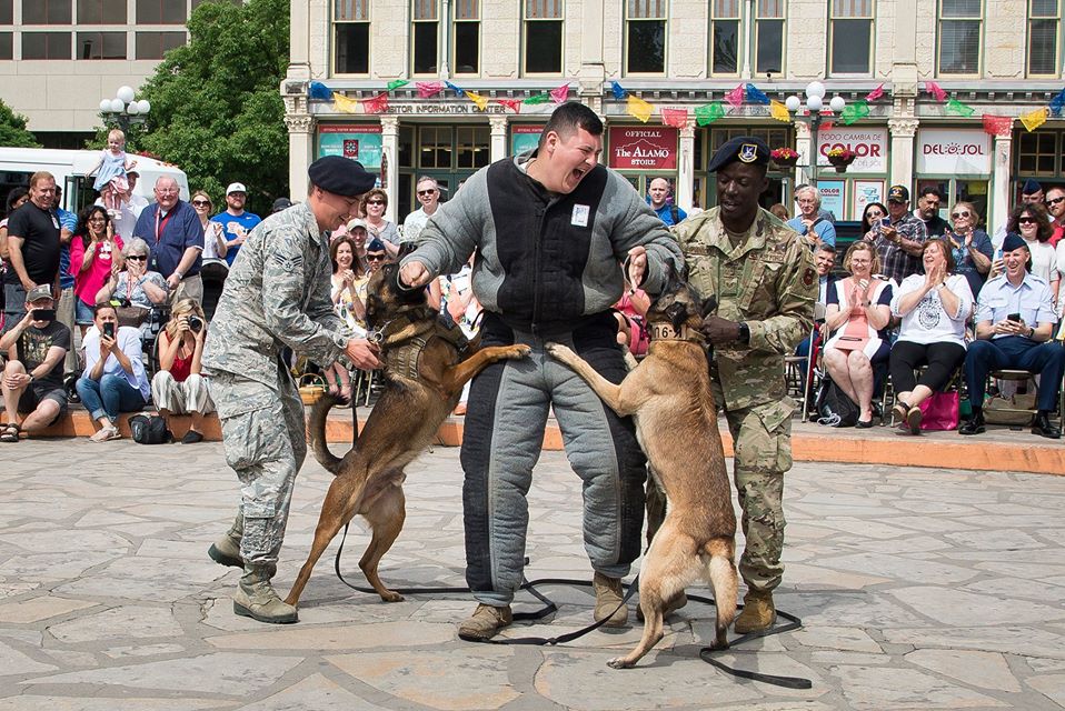 Air Force on the lookout for people to adopt retired military dogs