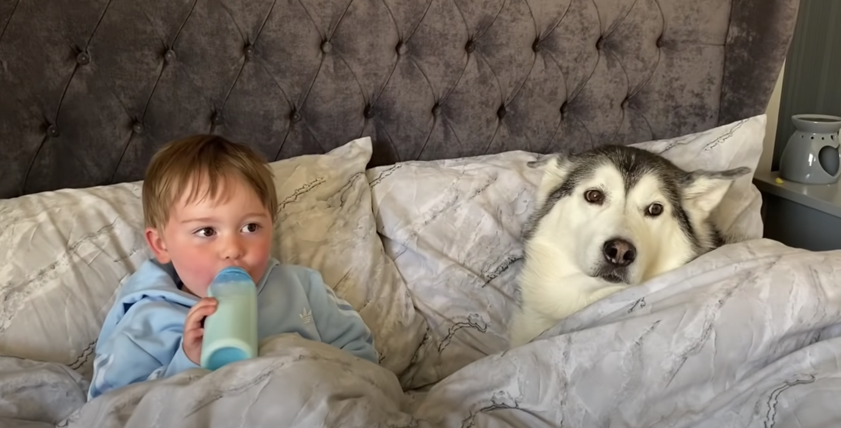 Stubborn husky refuses to get out of bed, falls asleep cuddling toddler