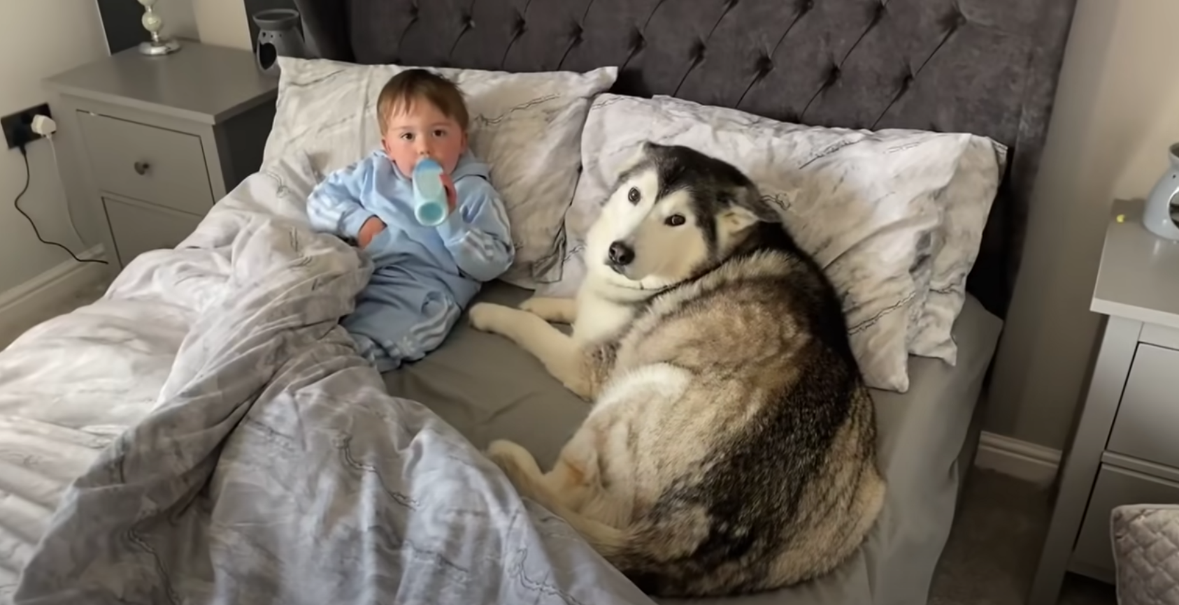 Stubborn husky refuses to get out of bed, falls asleep cuddling toddler