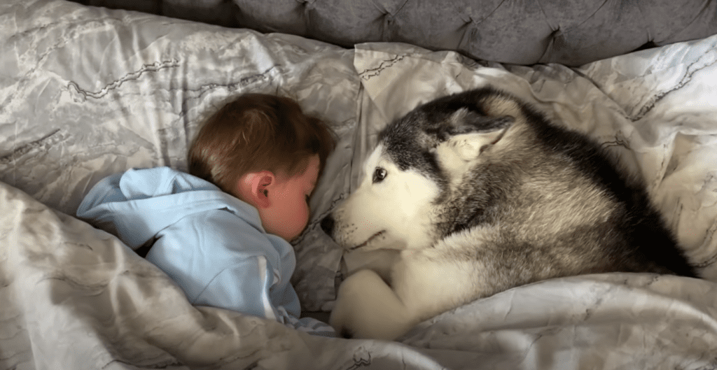 Stubborn husky refuses to get out of bed, falls asleep cuddling toddler