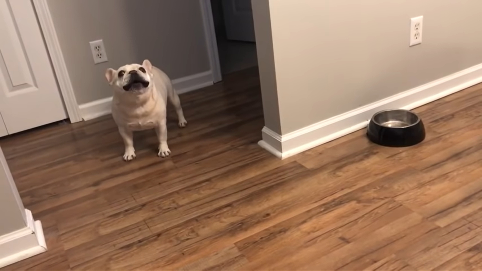 Annoyed French bulldog on a diet throws epic tantrum when he can’t have