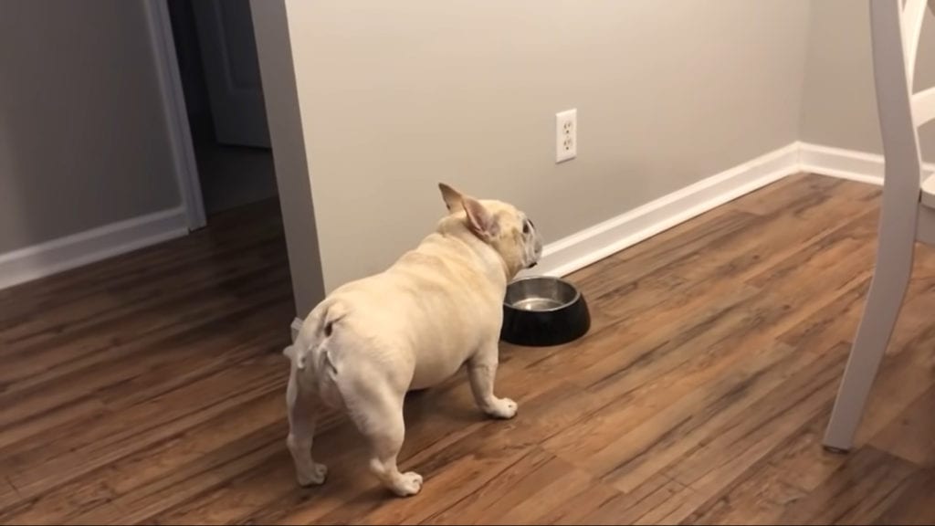 Annoyed French bulldog on a diet throws epic tantrum when he can’t have