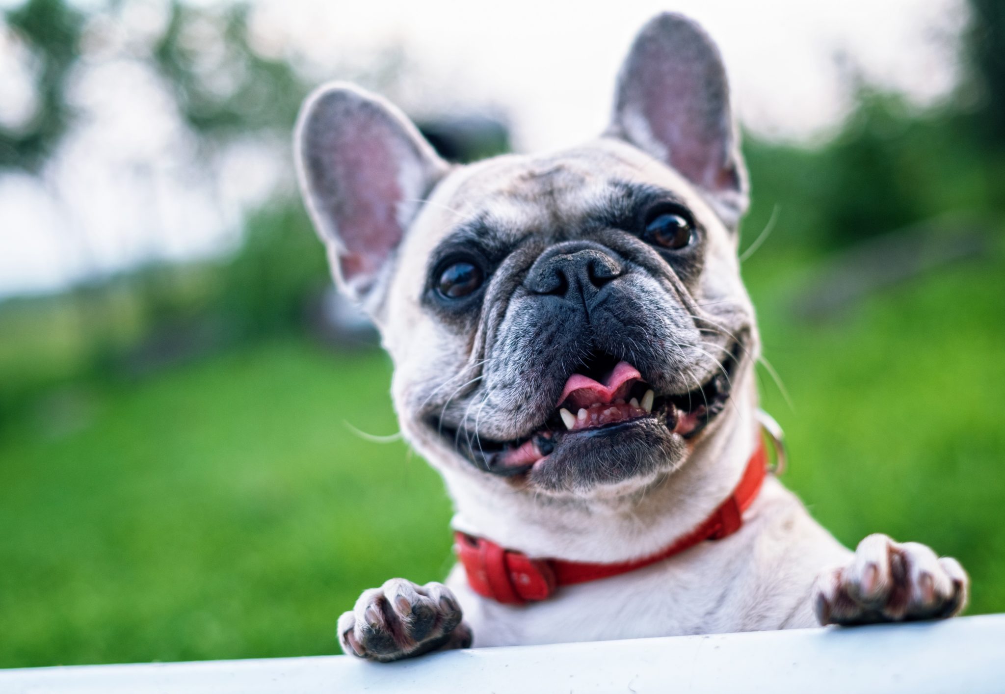 Annoyed French bulldog on a diet throws epic tantrum when he can’t have