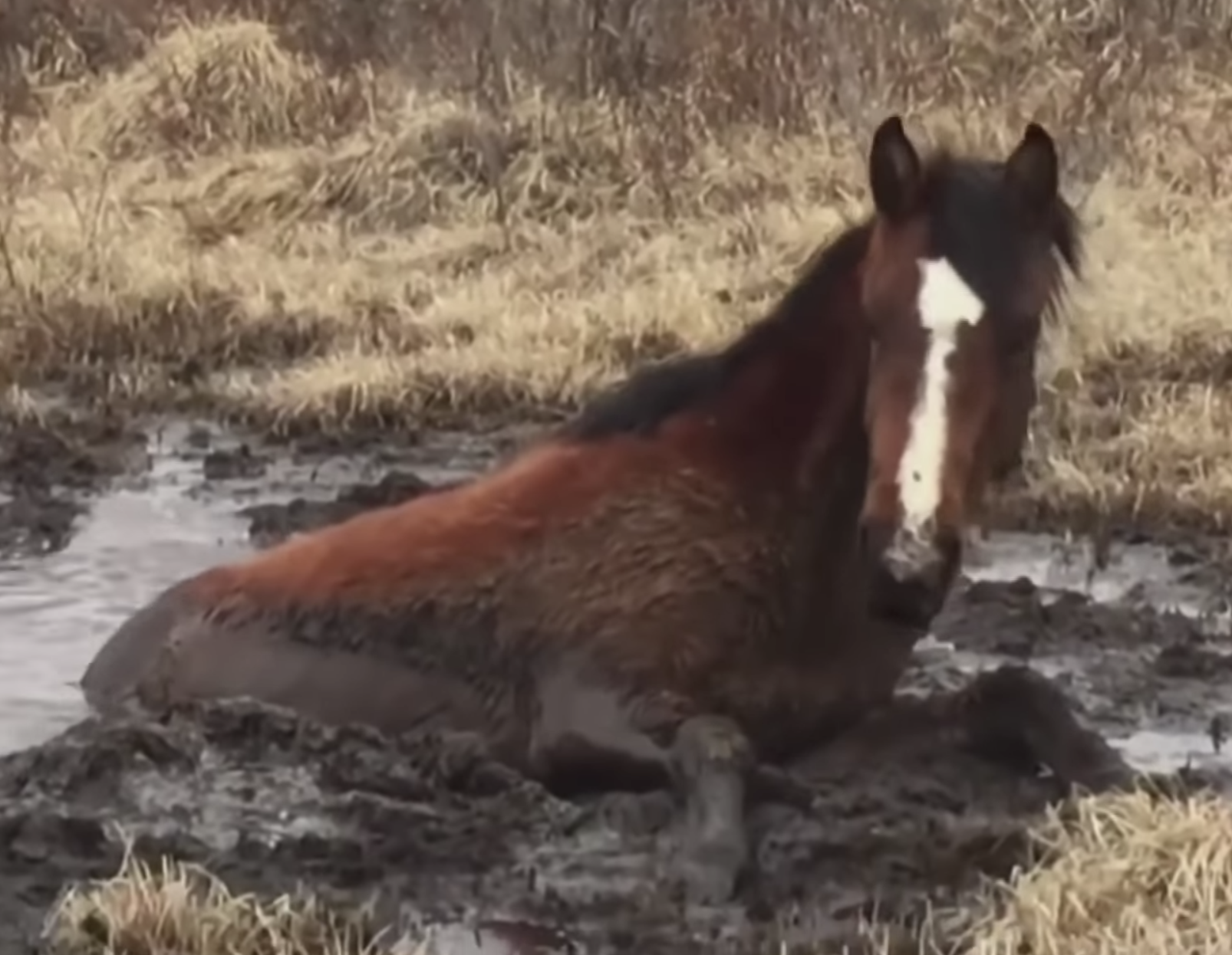 Rescuers Work To Free Wild Horse Stuck In Mud