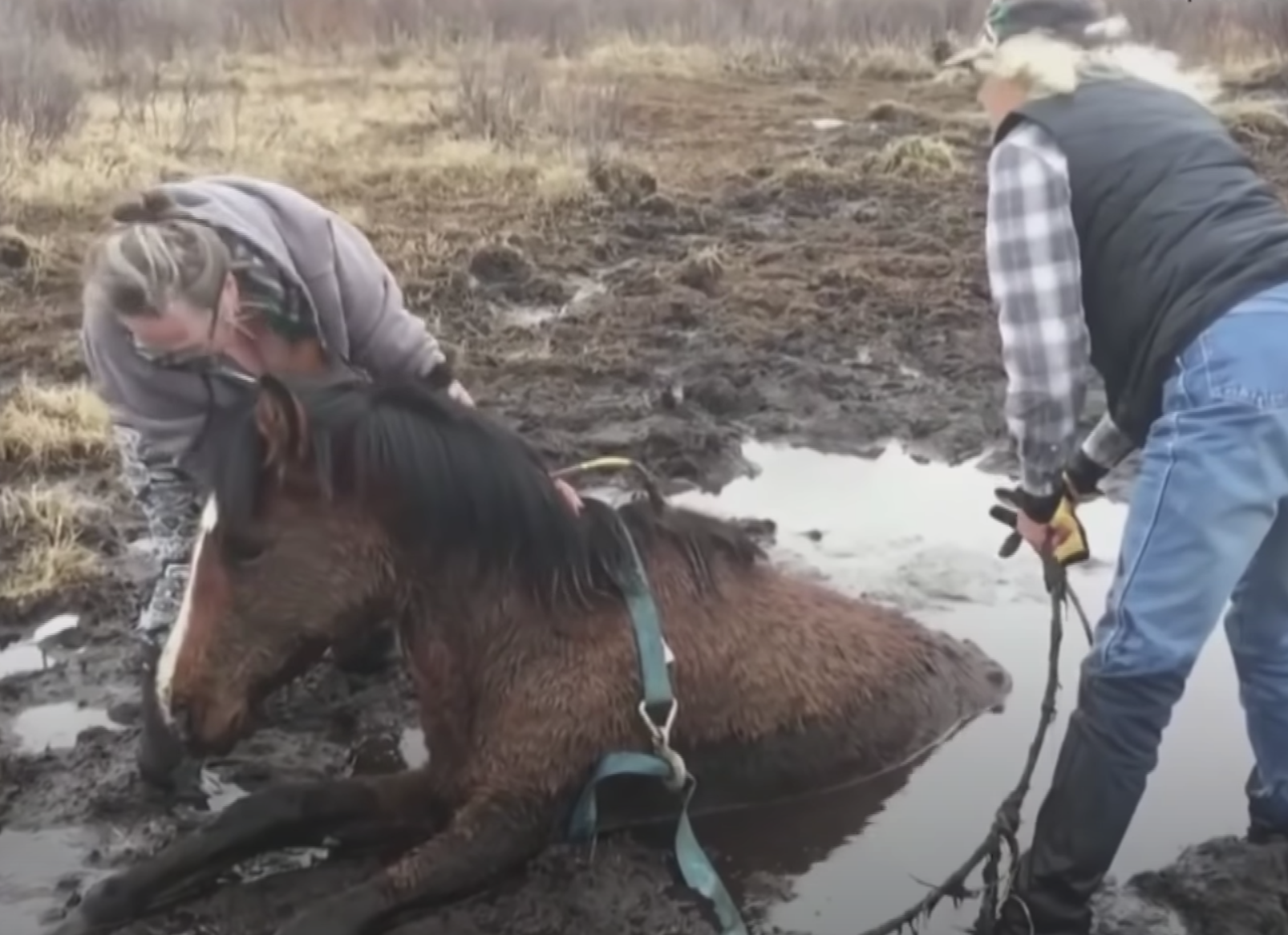 Rescuers Work To Free Wild Horse Stuck In Mud