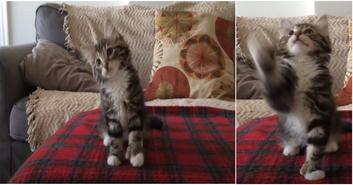 Kitten gets millions of fans and melts the with her dance to