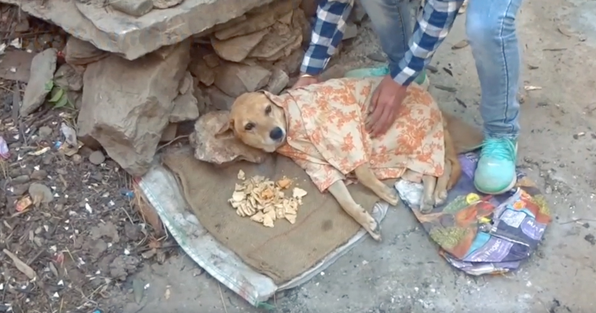 Dog Hit By Car Makes Miraculous Recovery Thanks to Rescuers