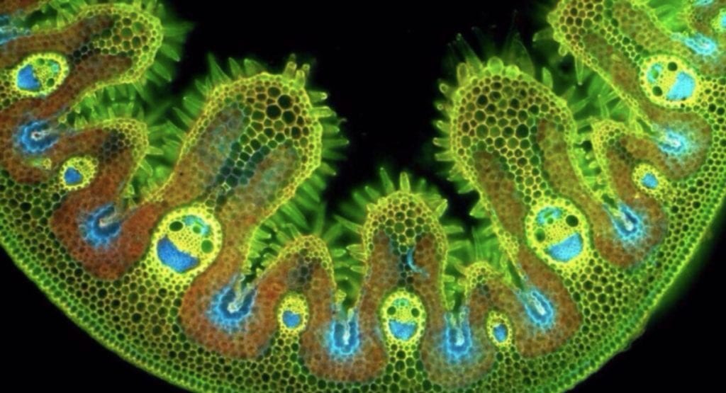 30 Normal things that look out of this world under a microscope