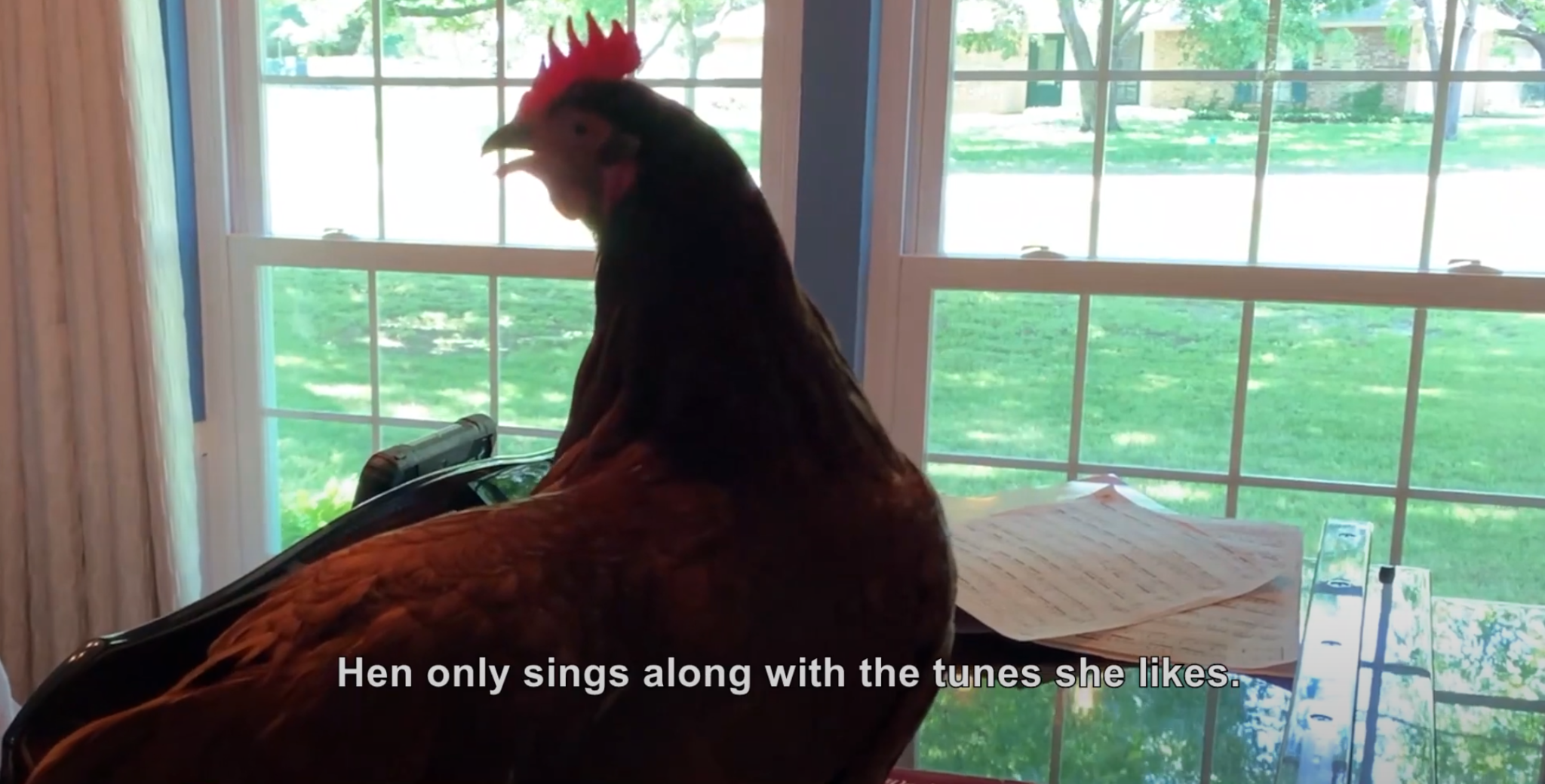 Chicken steals the show singing Disney classics when woman starts to play