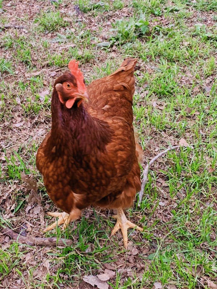 Chicken steals the show singing Disney classics when woman starts to play
